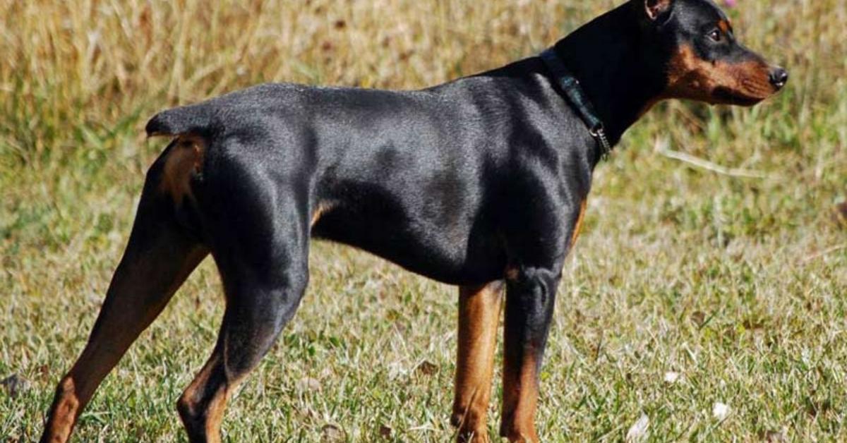 Charming view of the German Pinscher, in Indonesia referred to as Pinscher Jerman.