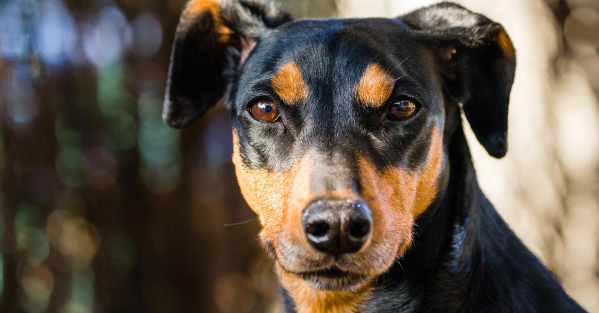 Captured elegance of the German Pinscher, known in Indonesia as Pinscher Jerman.