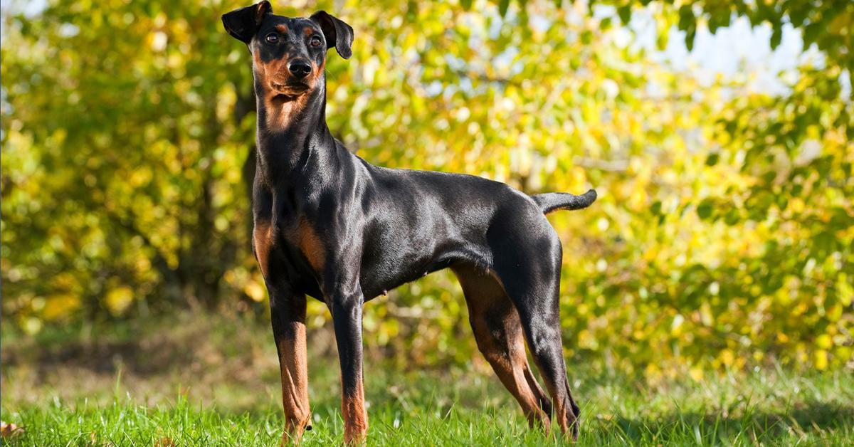 The fascinating German Pinscher, scientifically known as Canis lupus.