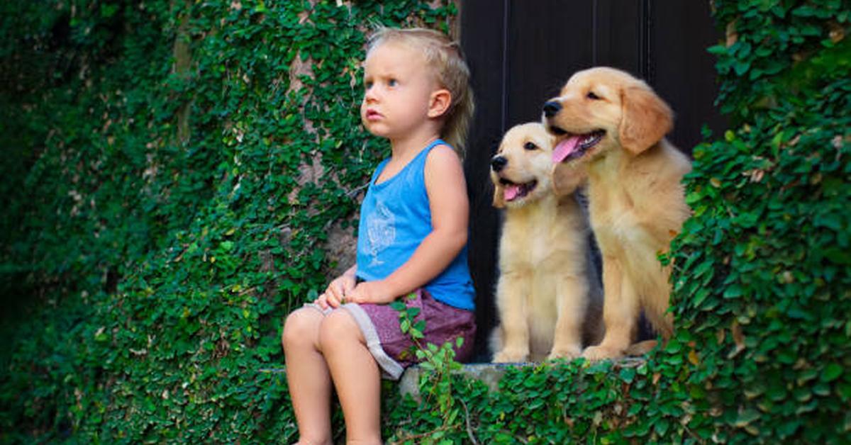 Photograph of the unique Golden Retriever, known scientifically as Canis Lupus.