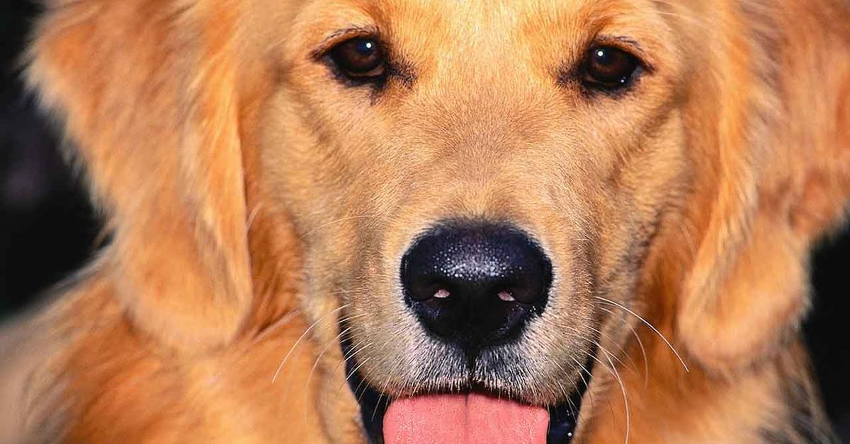 Insightful look at the Golden Retriever, known to Indonesians as Retriever Emas.