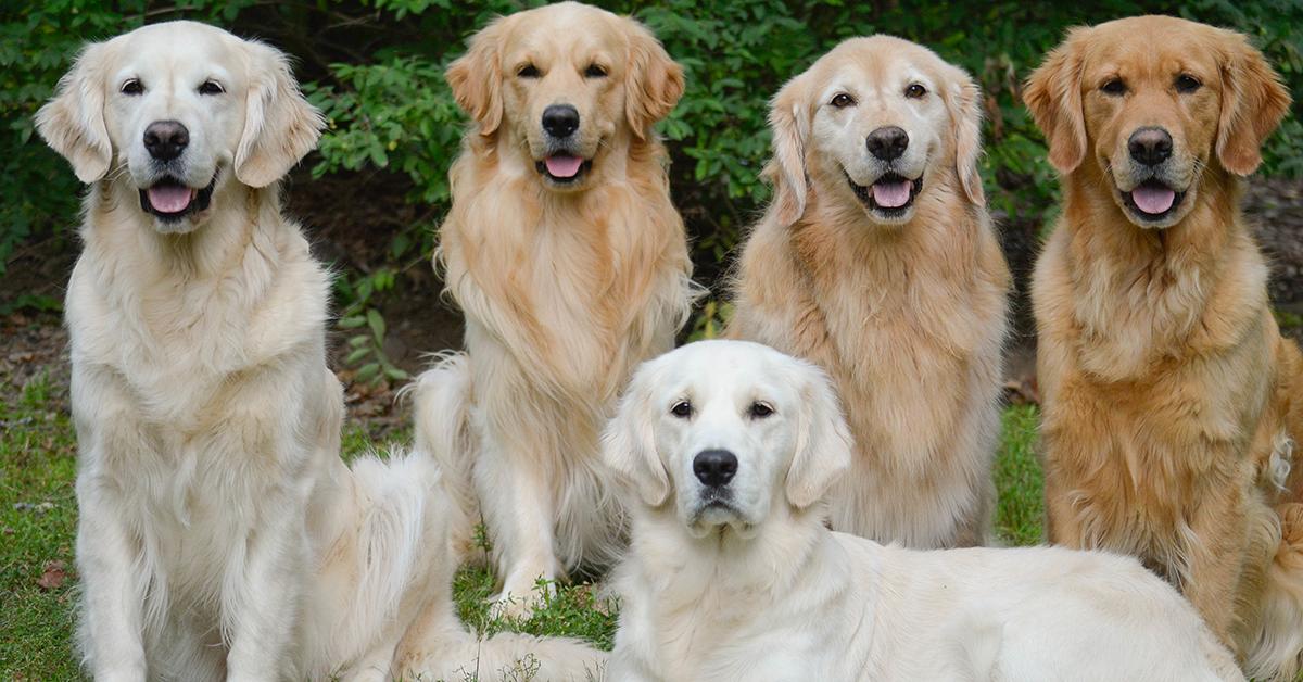 Visual representation of the Golden Retriever, recognized in Indonesia as Retriever Emas.