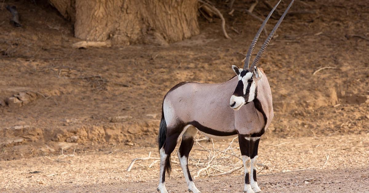 The elegant Goat (Bovidae), a marvel of nature.