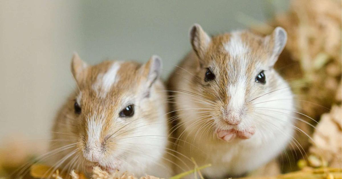 Portrait of a Gerbil, a creature known scientifically as Gerbillinae.