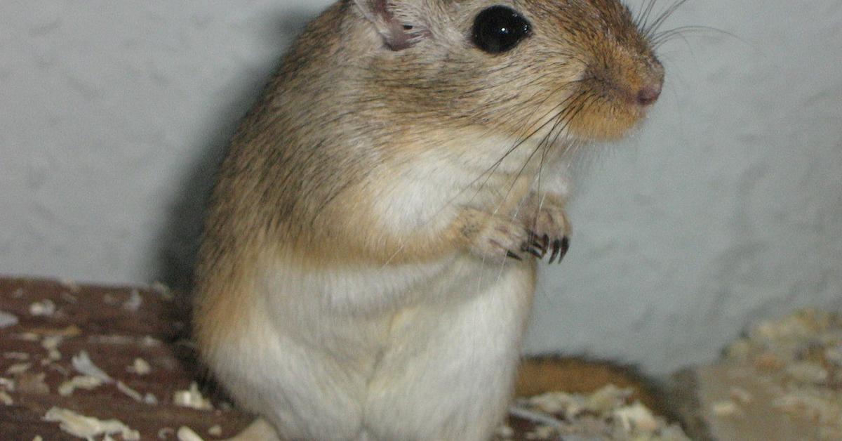 Vibrant snapshot of the Gerbil, commonly referred to as Gerbil in Indonesia.