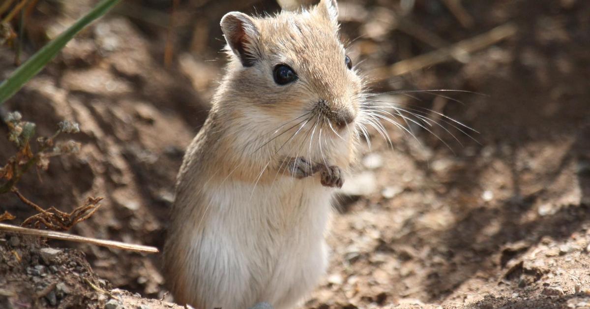 Portrait of a Gerbil, a creature known scientifically as Gerbillinae.