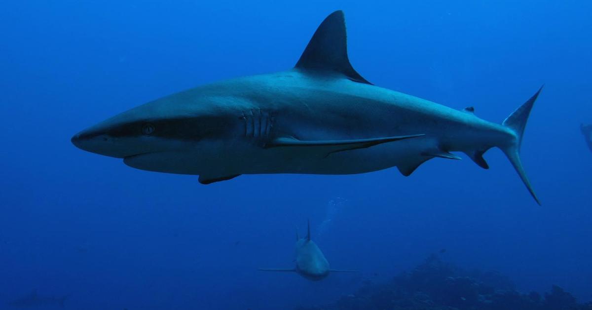 Dynamic image of the Grey Reef Shark, popularly known in Indonesia as Hiu Karang Abu-abu.