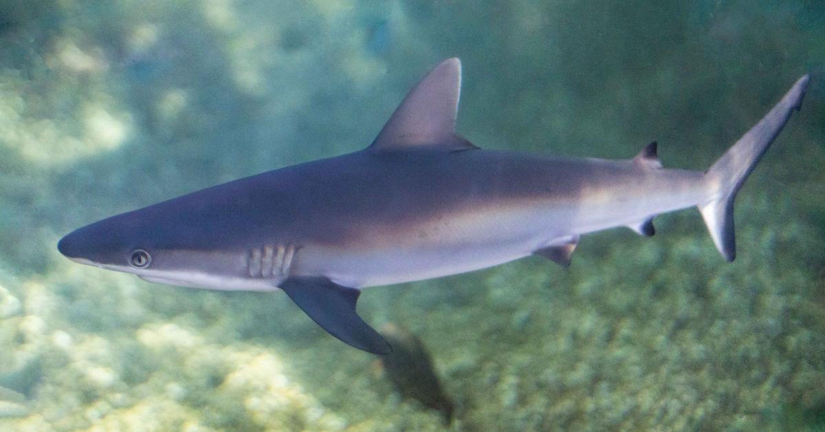 The majestic Grey Reef Shark, also called Hiu Karang Abu-abu in Indonesia, in its glory.