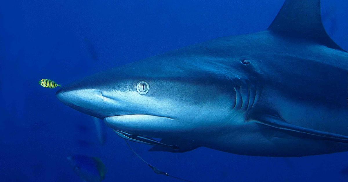 The elegant Grey Reef Shark (Carcharhinus Amblyrhynchos), a marvel of nature.