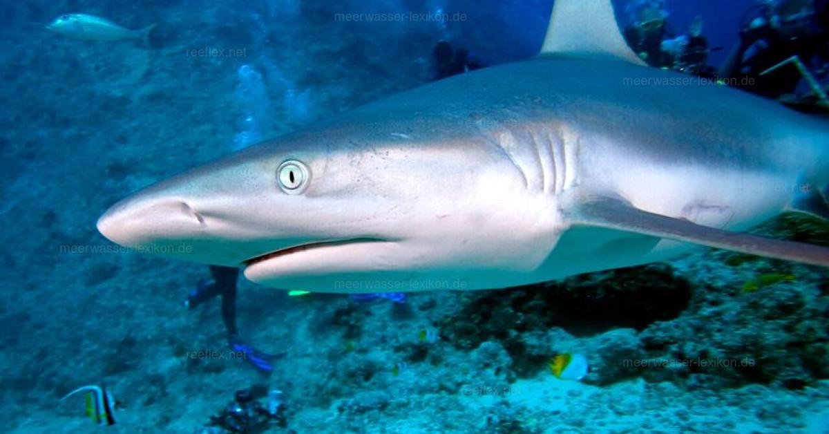 Elegant Grey Reef Shark in its natural habitat, called Hiu Karang Abu-abu in Indonesia.