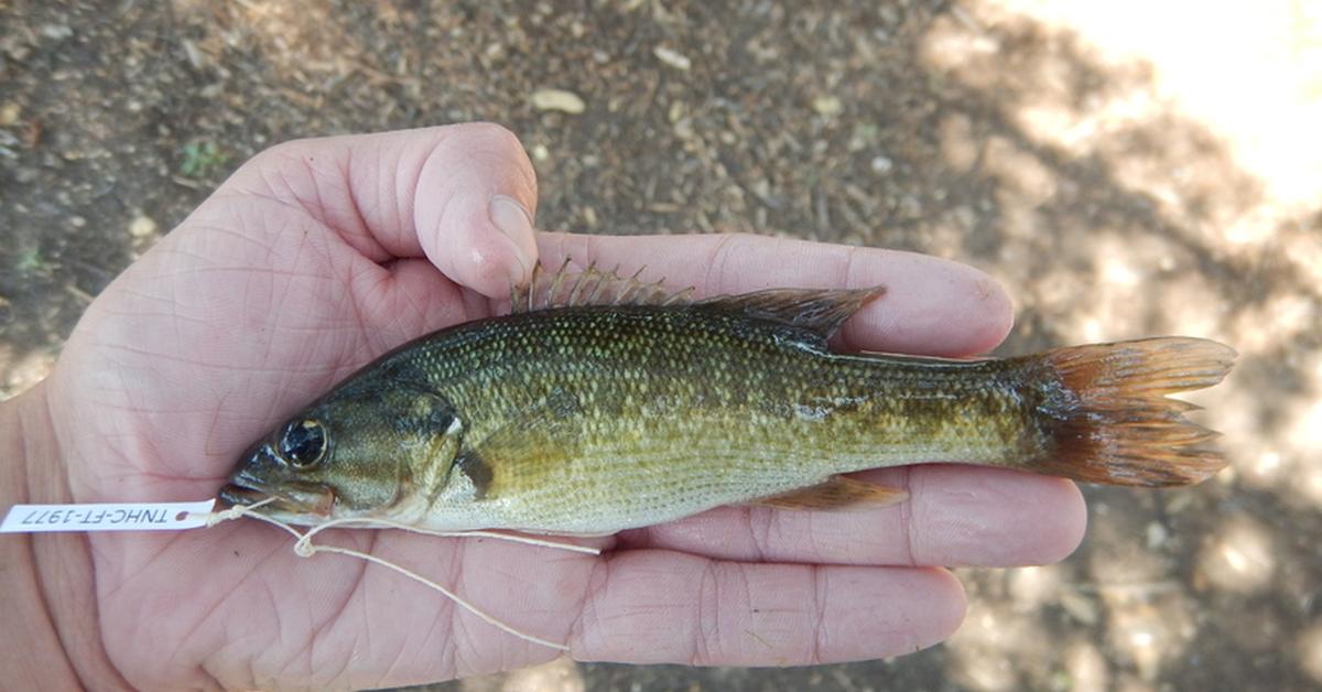 Dynamic image of the Guadalupe Bass, popularly known in Indonesia as Ikan Guadalupe Bass.