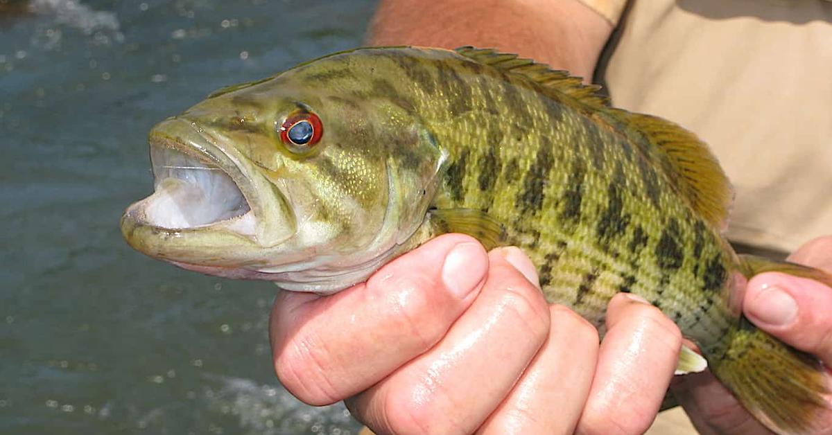 Portrait of a Guadalupe Bass, a creature known scientifically as Micropterus treculii.