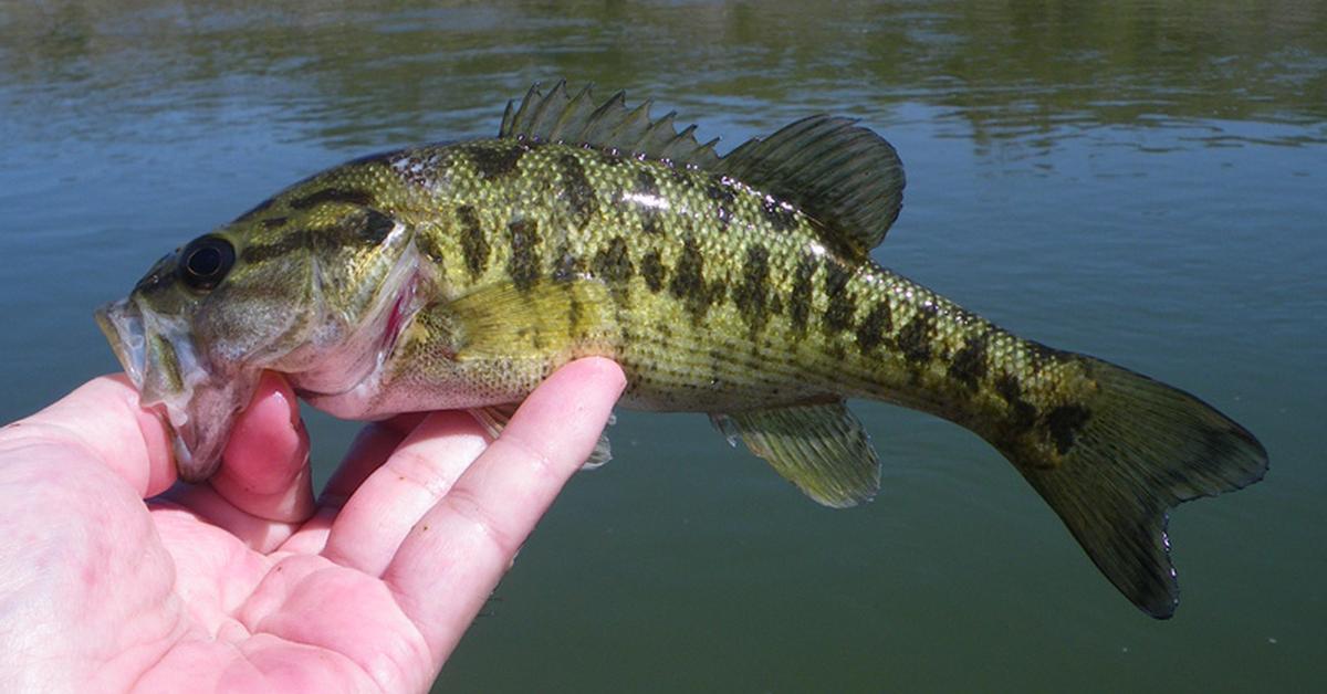 Picture of Guadalupe Bass, known in Indonesia as Ikan Guadalupe Bass.