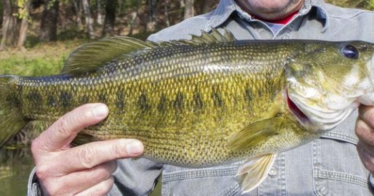 The fascinating Guadalupe Bass, scientifically known as Micropterus treculii.