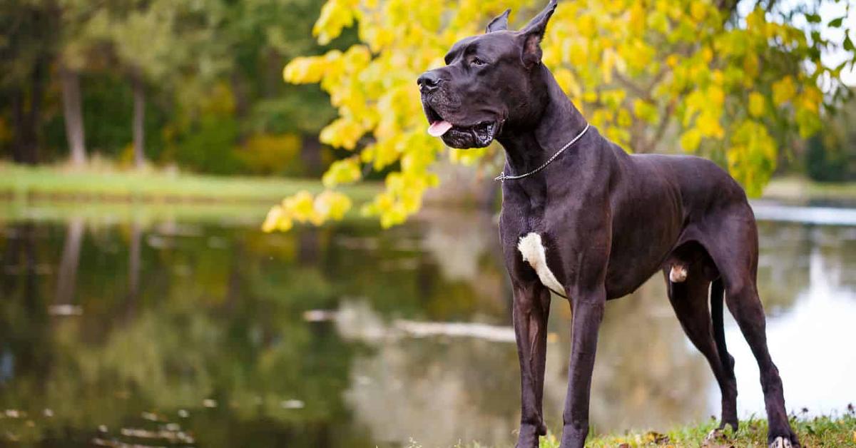 Iconic view of the Great Dane Mix, or Canis familiaris, in its habitat.