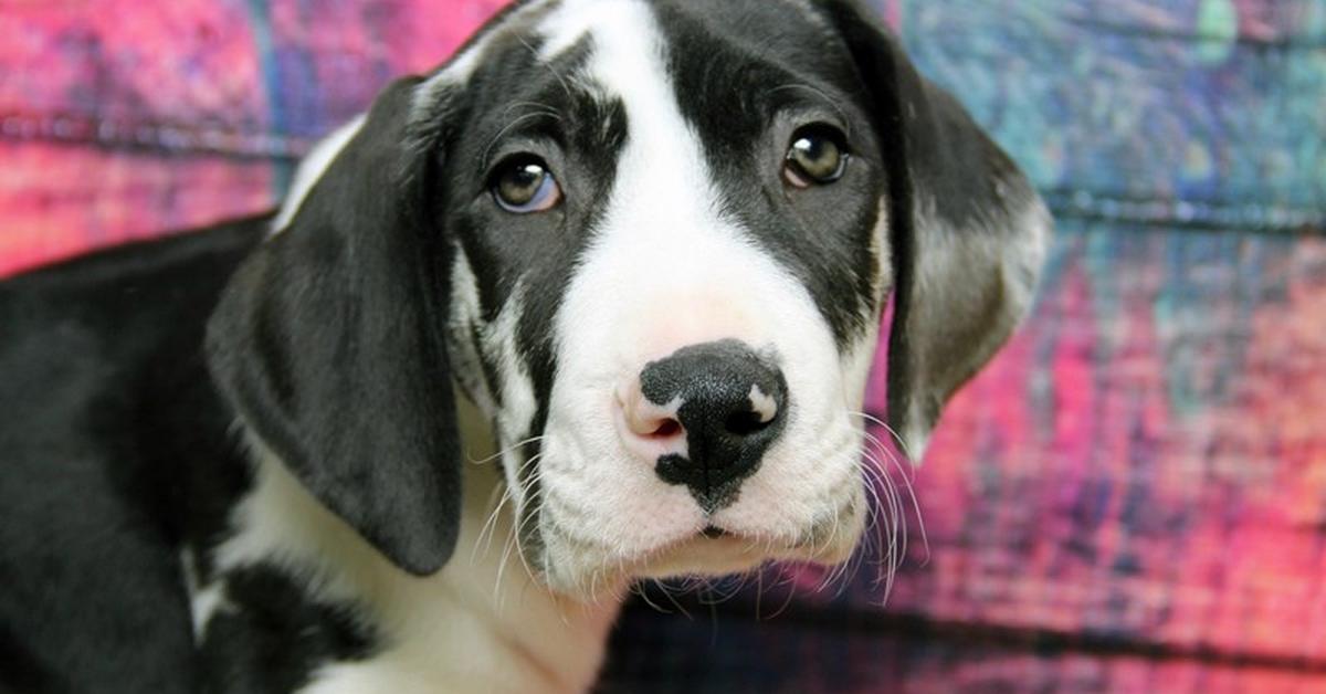 The Great Dane Mix, a species known as Canis familiaris, in its natural splendor.