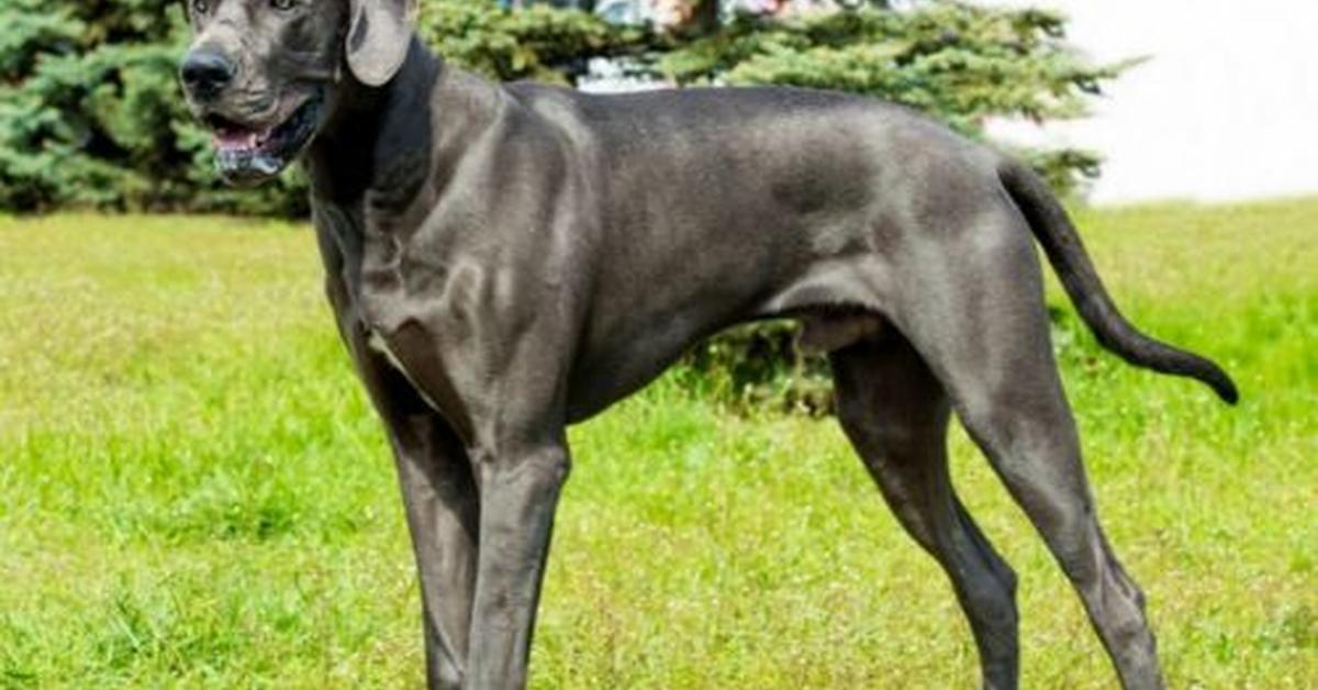 Engaging shot of the Great Dane Mix, recognized in Indonesia as Campuran Great Dane.