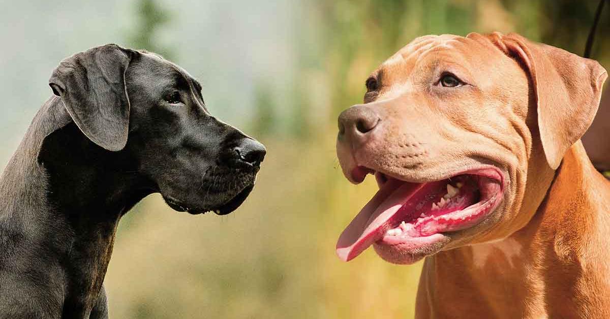 Captivating view of the Great Dane Mix, known in Bahasa Indonesia as Campuran Great Dane.