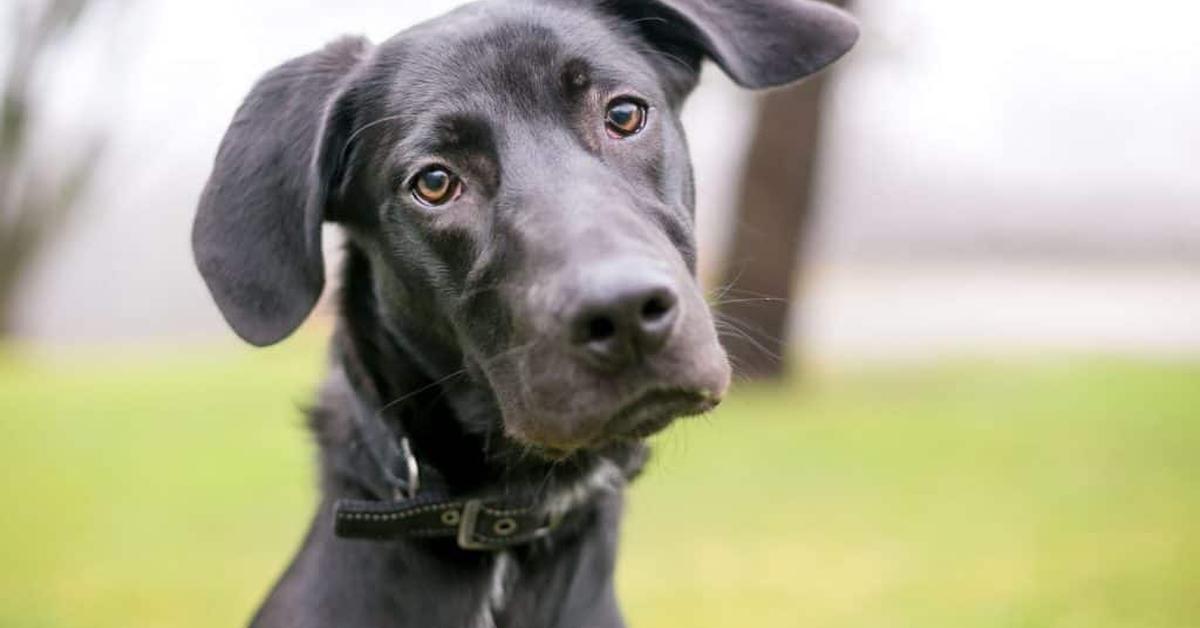 Unique portrayal of the Great Dane Mix, also called Campuran Great Dane in Bahasa Indonesia.