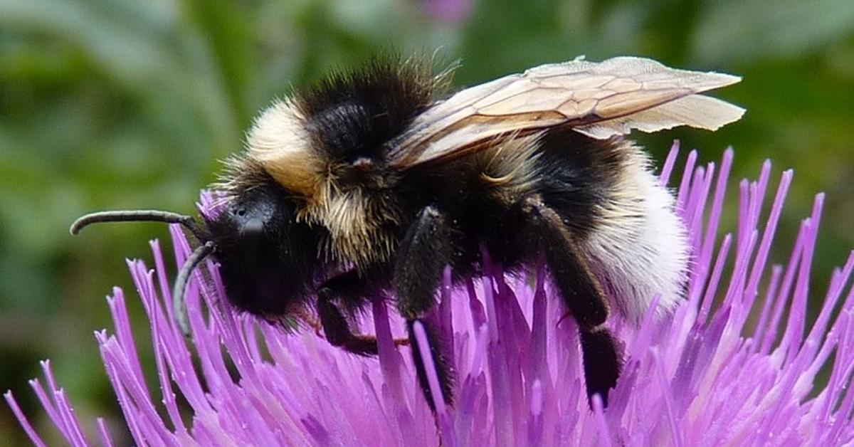 Close-up view of the Gypsy Cuckoo Bumblebee, known as Lebah Bunglon Gypsy Cuckoo in Indonesian.