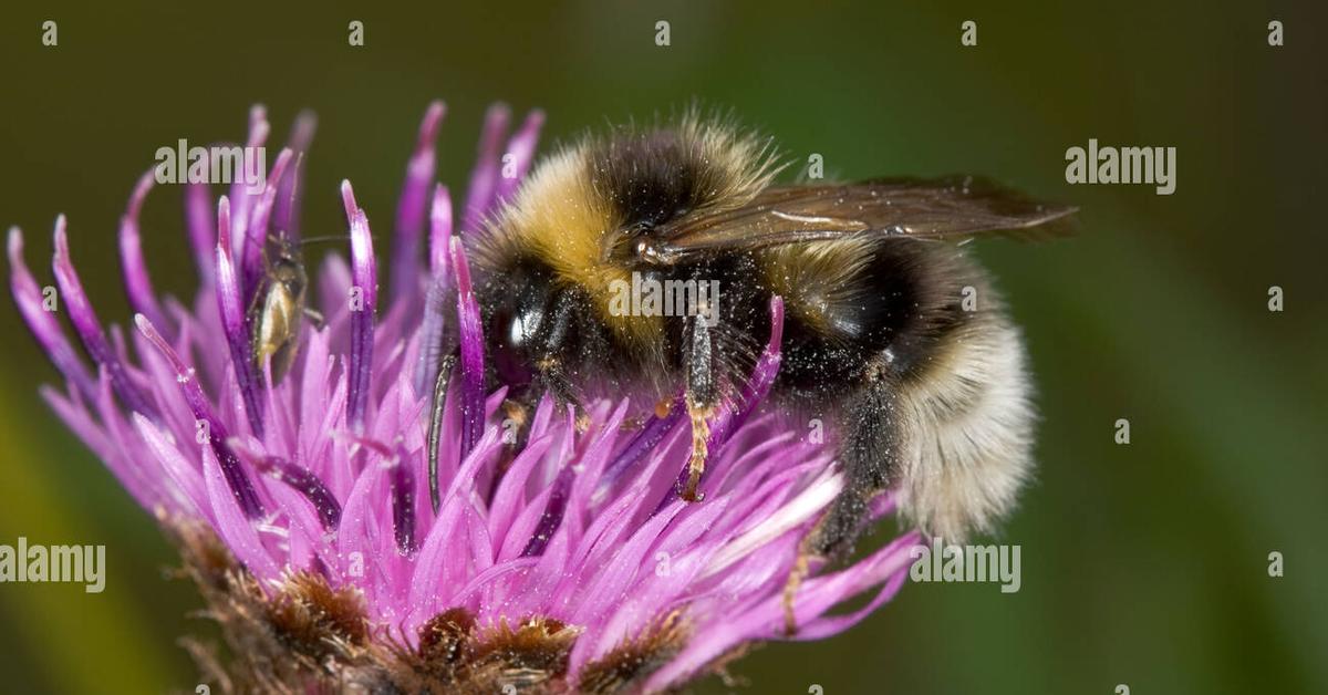 Splendid image of the Gypsy Cuckoo Bumblebee, with the scientific name Bombus bohemicus.