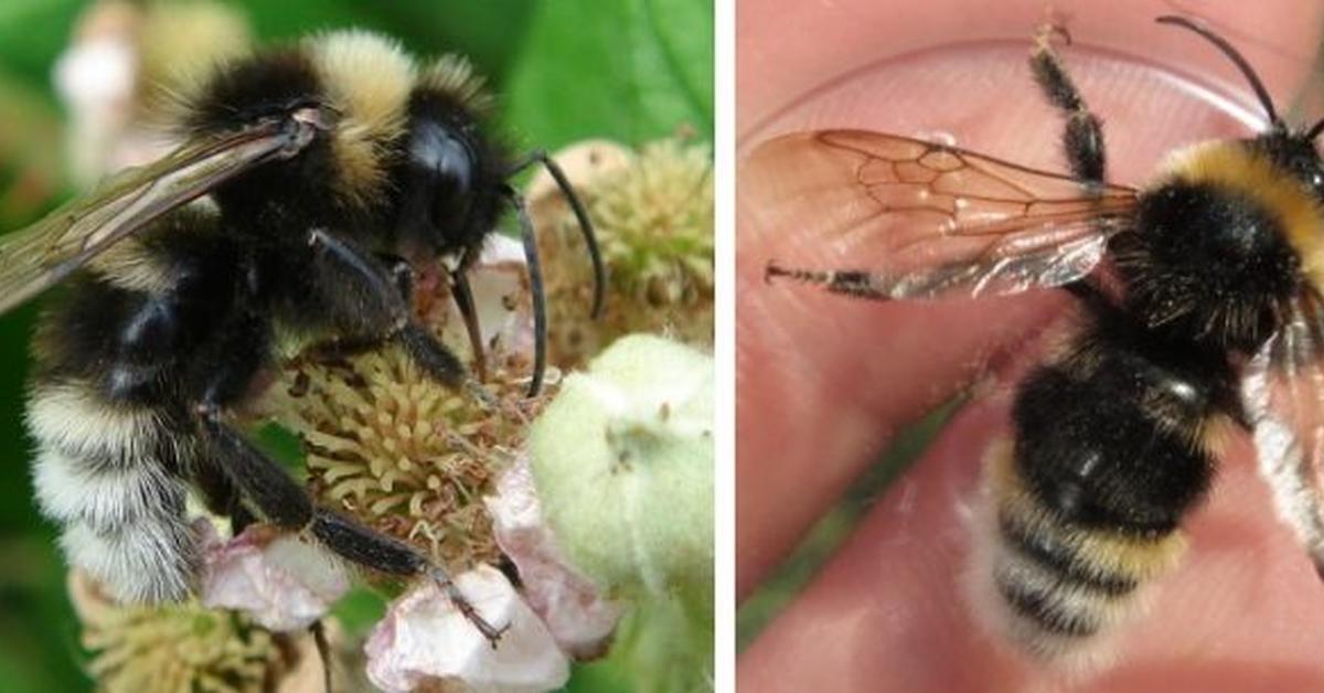 Stunning image of the Gypsy Cuckoo Bumblebee (Bombus bohemicus), a wonder in the animal kingdom.