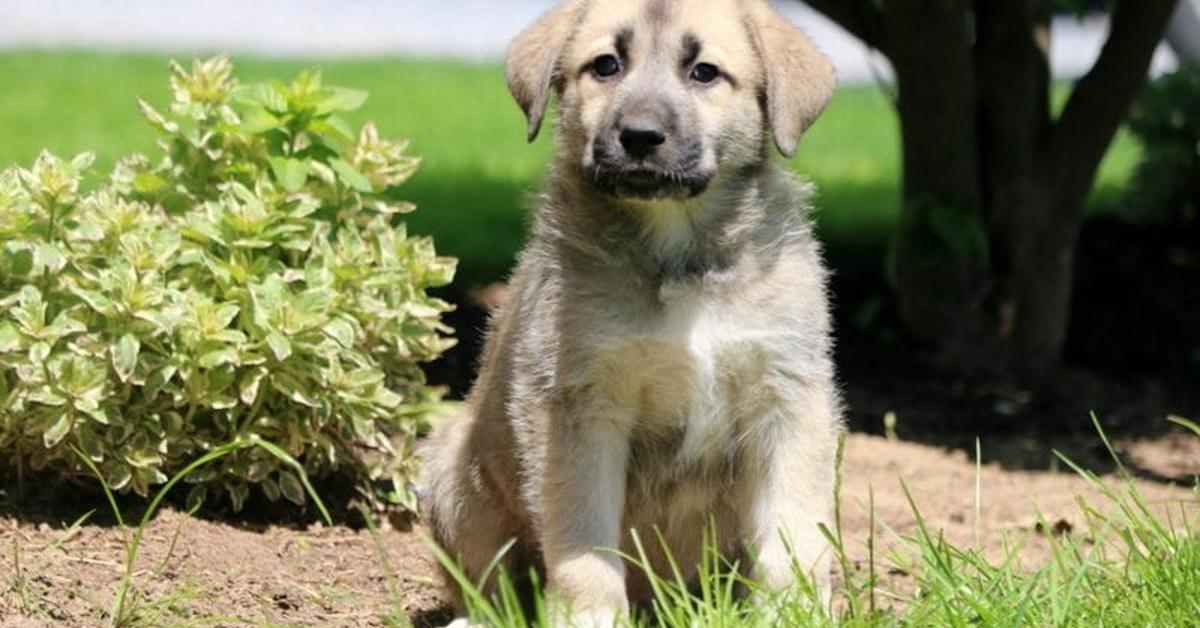 Captivating view of the Great Pyrenees Mix, known in Bahasa Indonesia as Campuran Great Pyrenees.