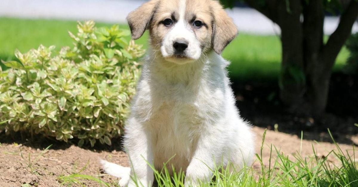 Close-up view of the Great Pyrenees Mix, known as Campuran Great Pyrenees in Indonesian.