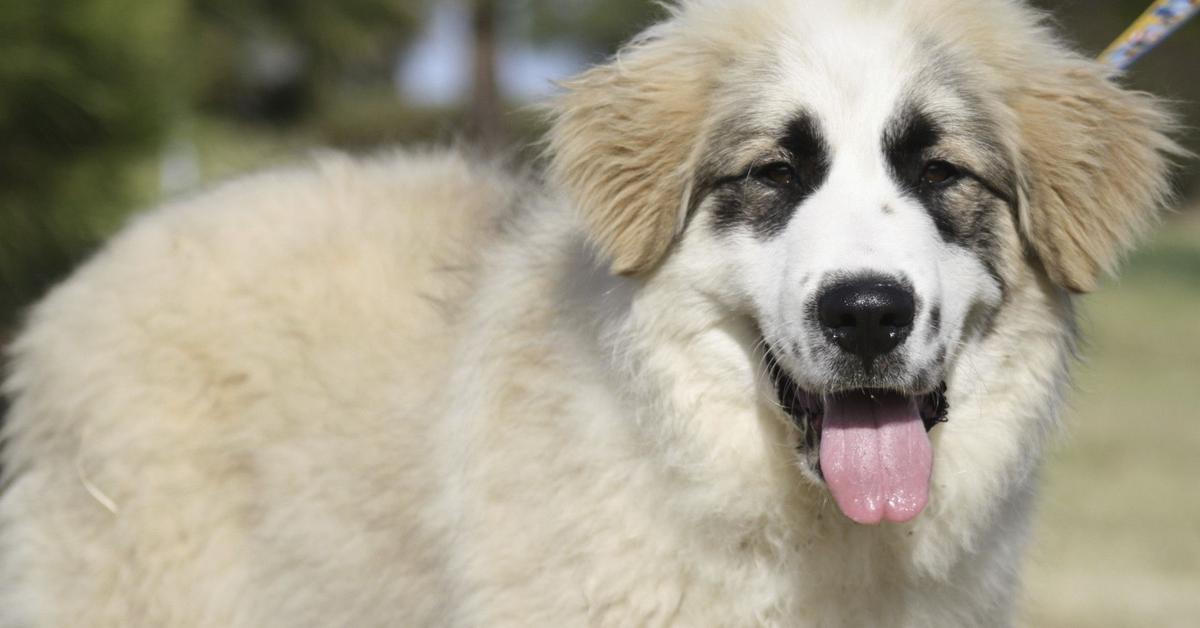 Unique portrayal of the Great Pyrenees Mix, also called Campuran Great Pyrenees in Bahasa Indonesia.