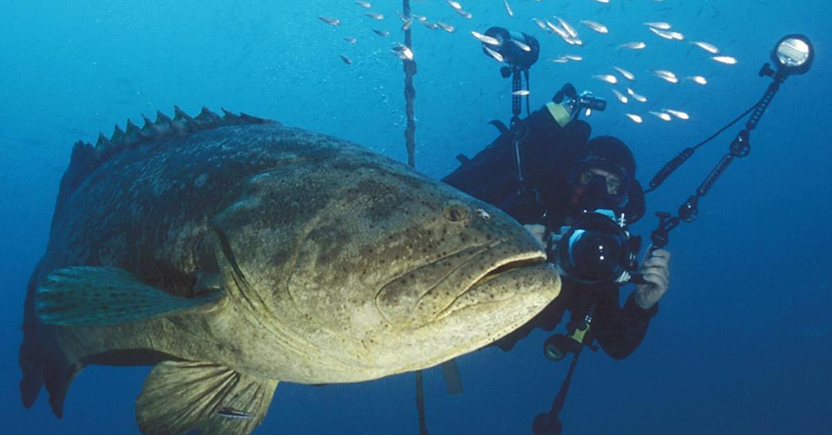 Charming view of the Goliath Grouper, in Indonesia referred to as Ikan Kerapu Goliath.