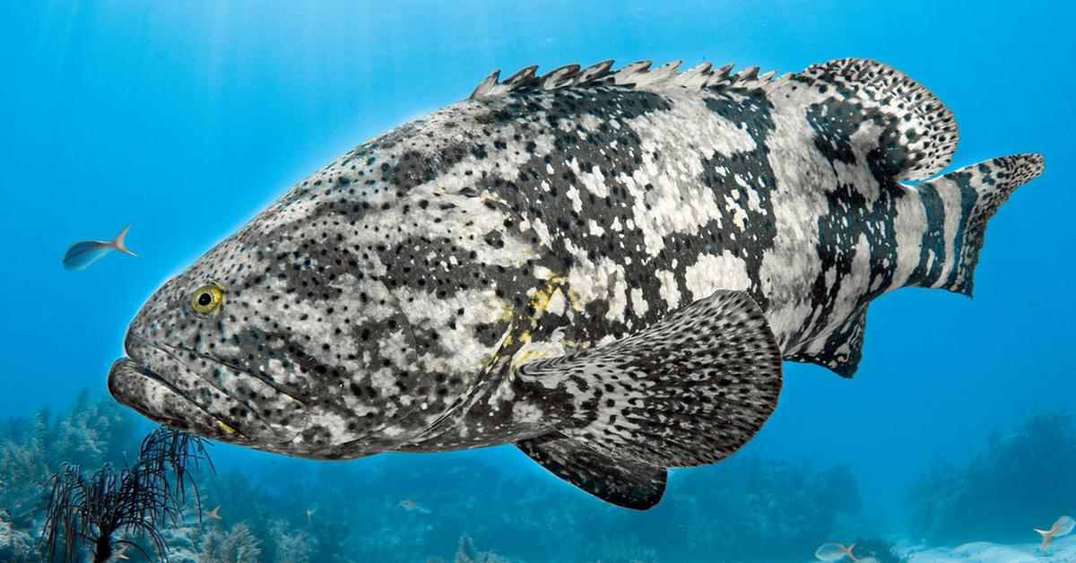 Visual representation of the Goliath Grouper, recognized in Indonesia as Ikan Kerapu Goliath.