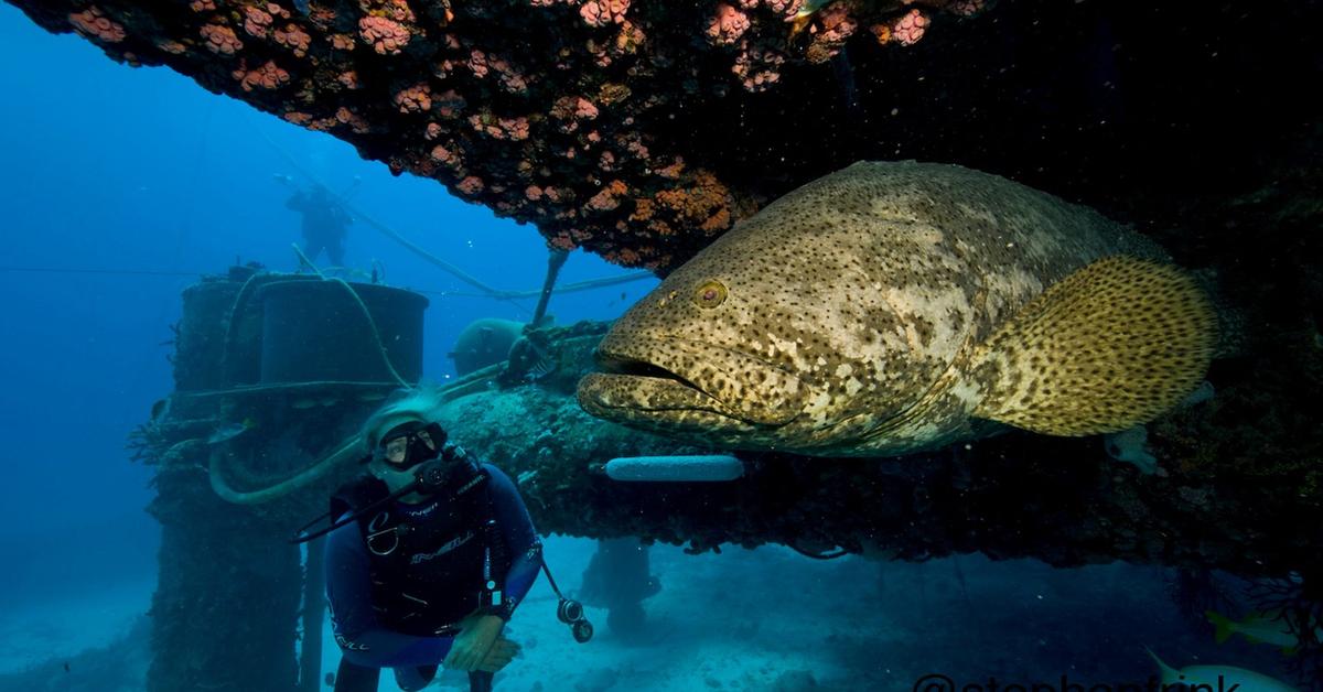 Portrait of a Goliath Grouper, a creature known scientifically as Epinephelus itajara.