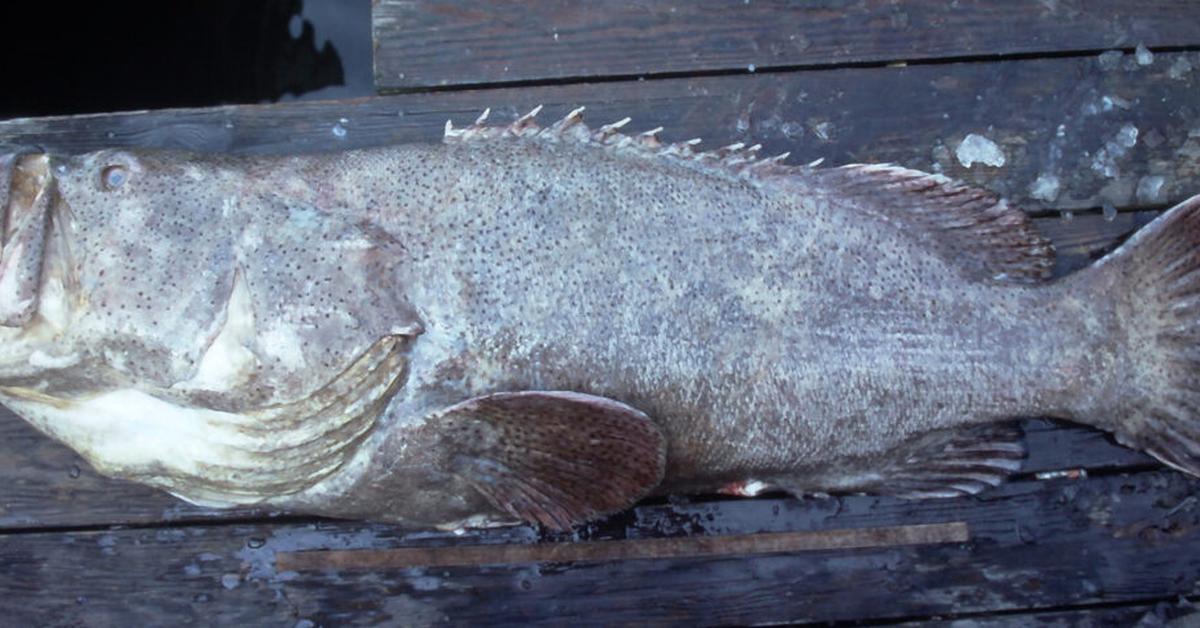 Graceful Goliath Grouper, a creature with the scientific name Epinephelus itajara.