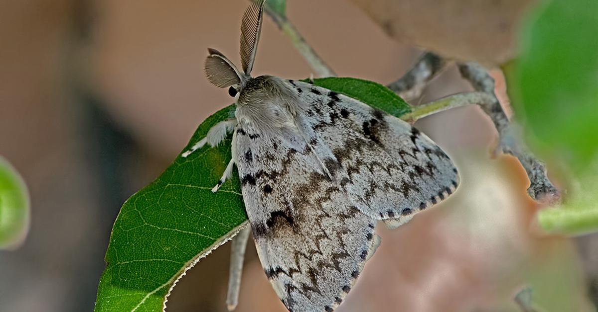 Iconic view of the Gypsy Moth Caterpillar, or Lymantria dispar, in its habitat.