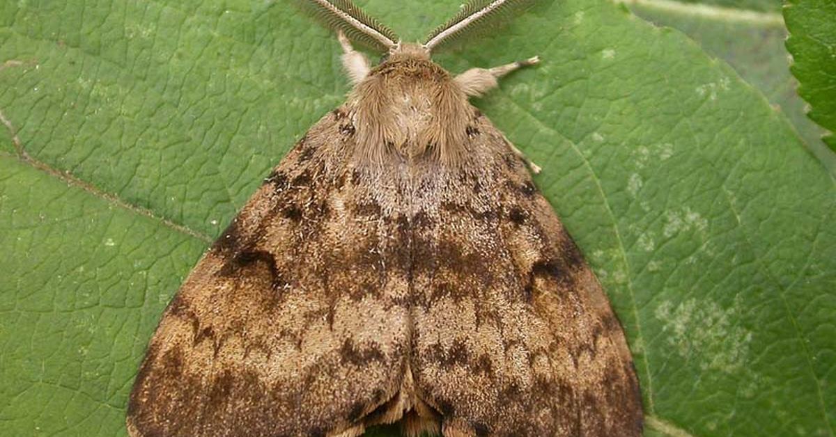 Iconic view of the Gypsy Moth Caterpillar, or Lymantria dispar, in its habitat.