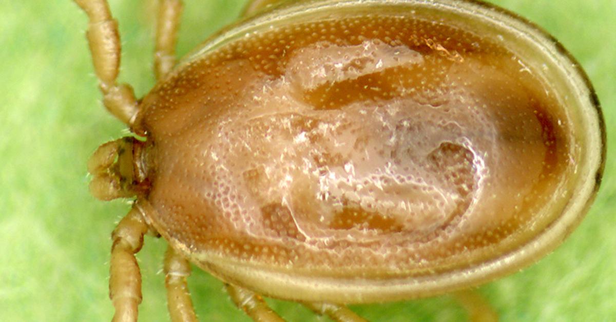 Snapshot of the intriguing Groundhog Tick, scientifically named Ixodes cookei.