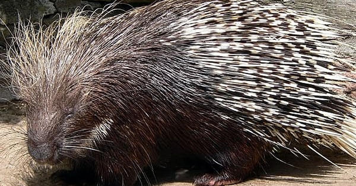 The remarkable Groundhog Tick (Ixodes cookei), a sight to behold.