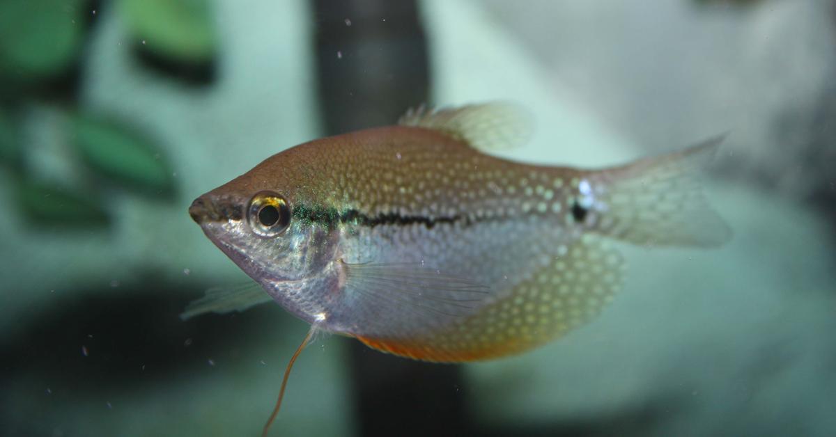 Photograph of the unique Gourami, known scientifically as Osphronemidae.