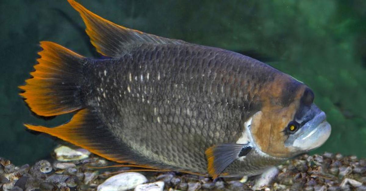 Elegant portrayal of the Gourami, also known as Osphronemidae.