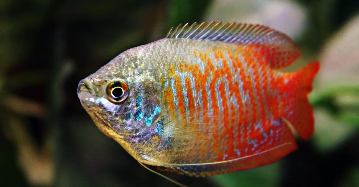 The Gourami, a species known as Osphronemidae, in its natural splendor.