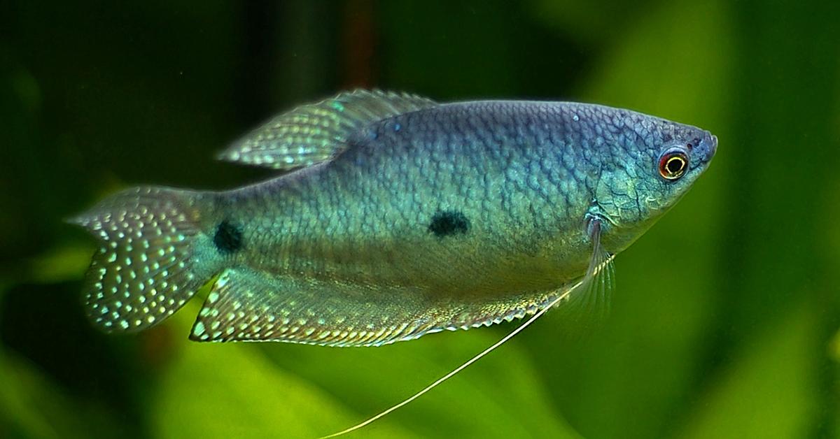 Stunning image of the Gourami (Osphronemidae), a wonder in the animal kingdom.