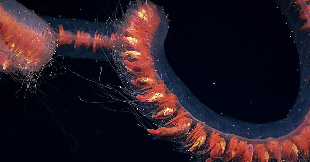 Visual representation of the Giant Siphonophore, recognized in Indonesia as Siponofor Raksasa.