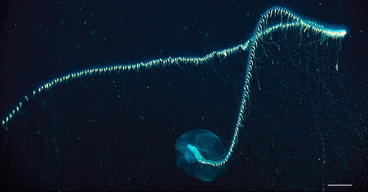 Captured elegance of the Giant Siphonophore, known in Indonesia as Siponofor Raksasa.