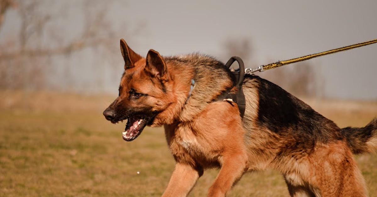 Graceful German Shepherd Mix, a creature with the scientific name Canis lupus.