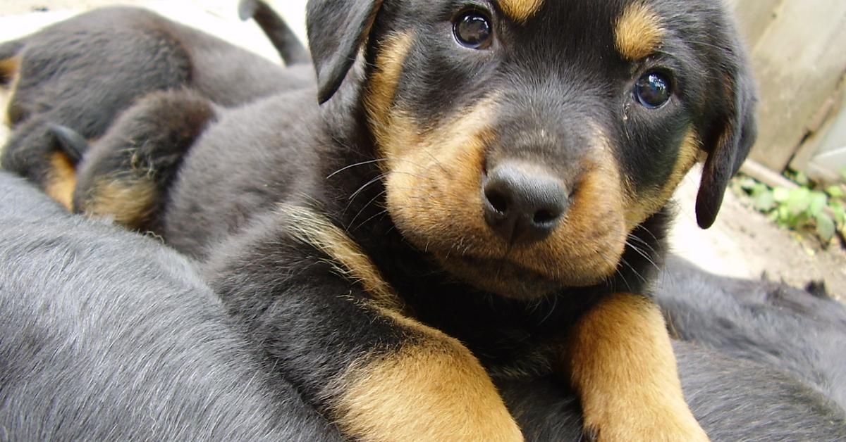 Dynamic image of the German Shepherd Mix, popularly known in Indonesia as Campuran Anjing Herder Jerman.