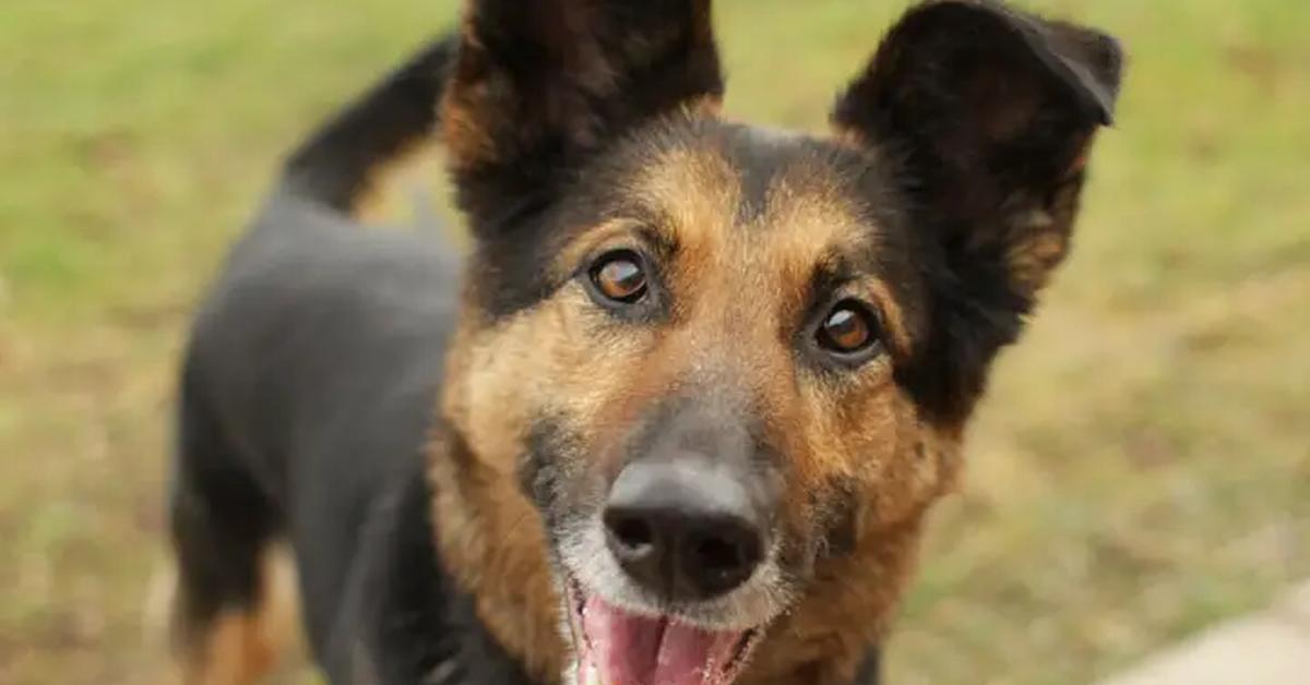 The German Shepherd Mix, a beautiful species also known as Campuran Anjing Herder Jerman in Bahasa Indonesia.