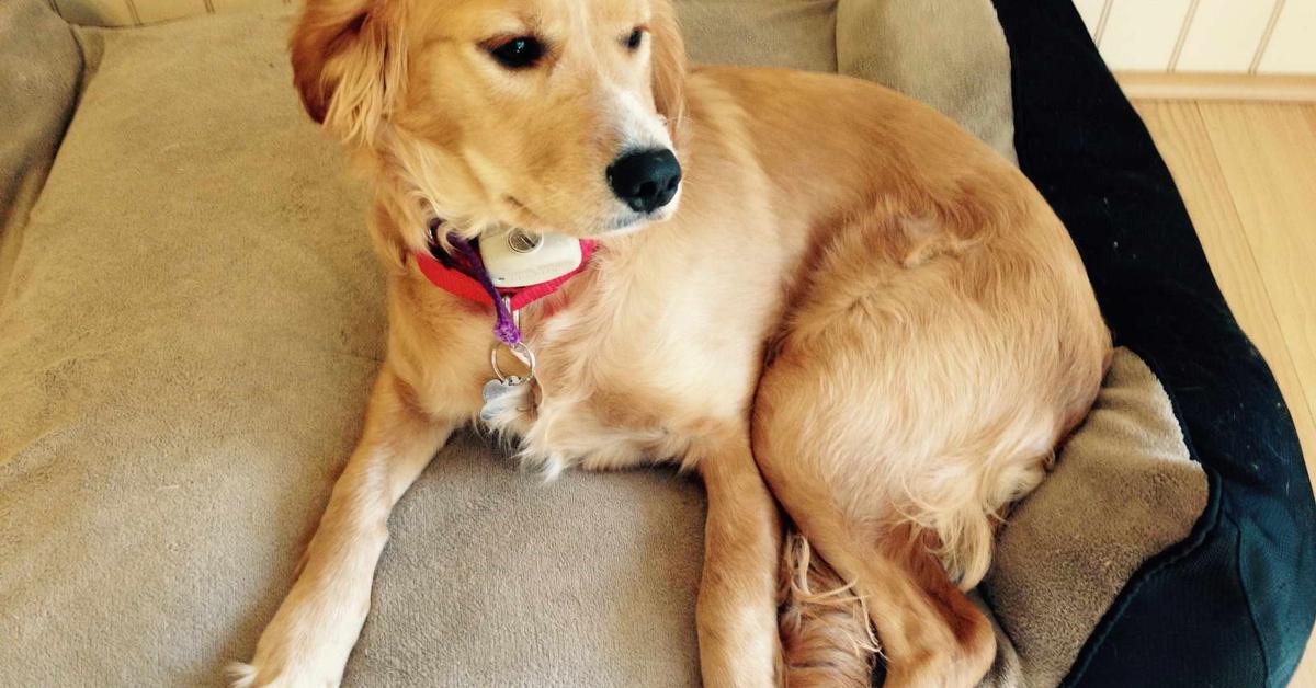 The majestic Golden Retriever Mix, also called Campuran Golden Retriever in Indonesia, in its glory.