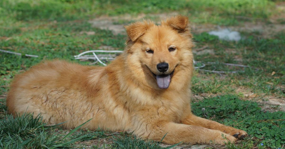 Photographic depiction of the unique Golden Retriever Mix, locally called Campuran Golden Retriever.