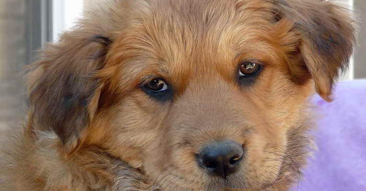 Vivid image of the Golden Retriever Mix, or Campuran Golden Retriever in Indonesian context.