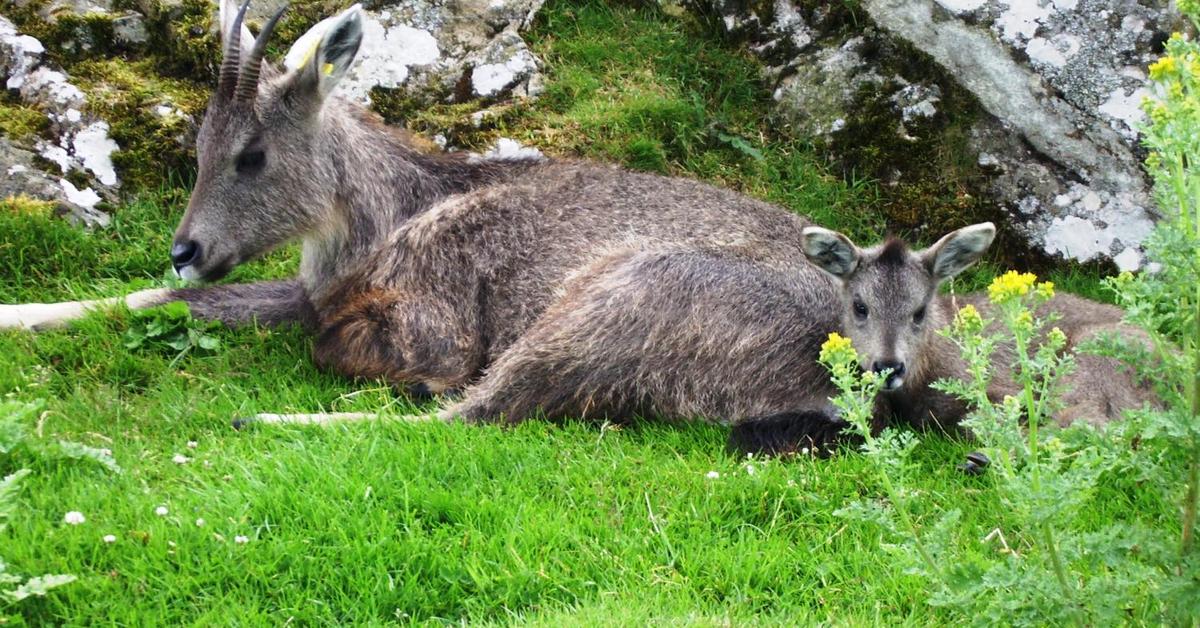 Captured beauty of the Goral, or Naemorhedus in the scientific world.